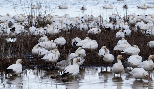 Photo swans and ducks in lake during winter