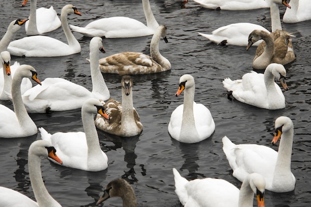 Foto cigni e anatre che nuotano nel lago