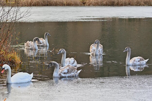 swans and ducks