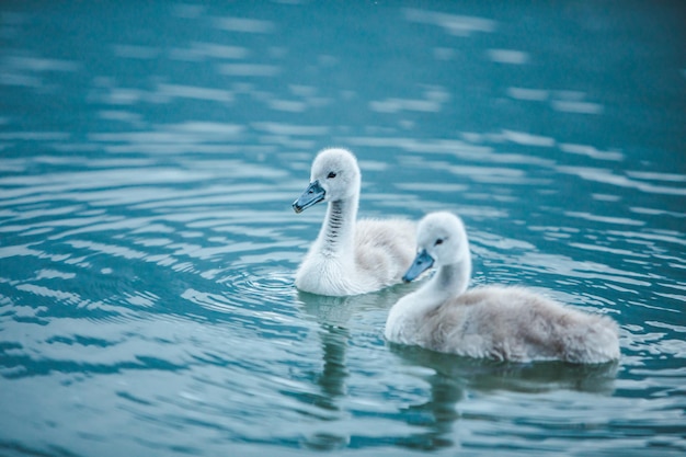 Swans family in lake water close up