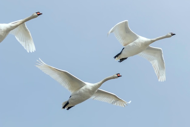 Swans in flight blue sky (Cygnus olor)