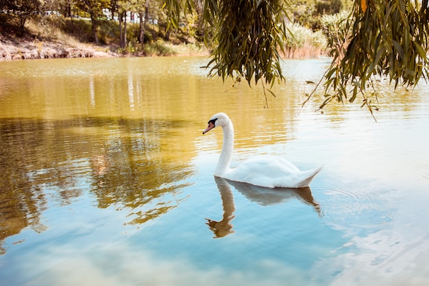 I cigni galleggiano sul lago, sull'acqua blu e sull'erba arancione