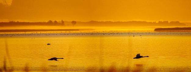 Photo swans flying above a lake at sunrise