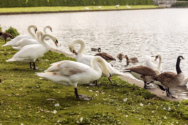 Swans and Geese on Lake shore. Waterfowl resting on the grass.