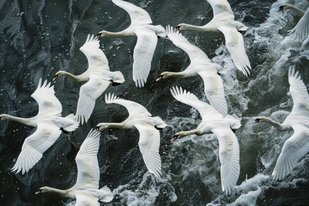 Photo swans gliding gracefully in synchronized harmony