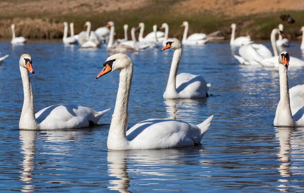 Swans group