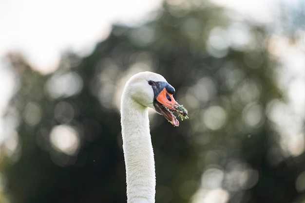 Swans head with an open beak