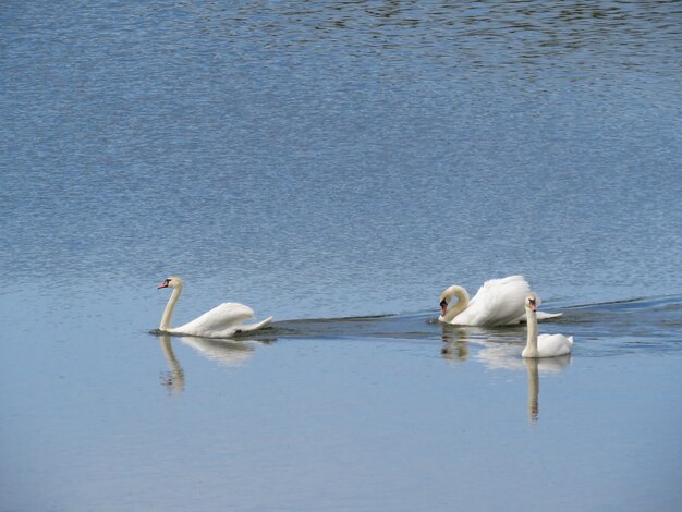 swans on the lake in the village