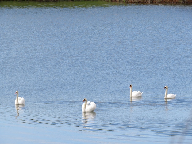 лебеди на озере в деревне