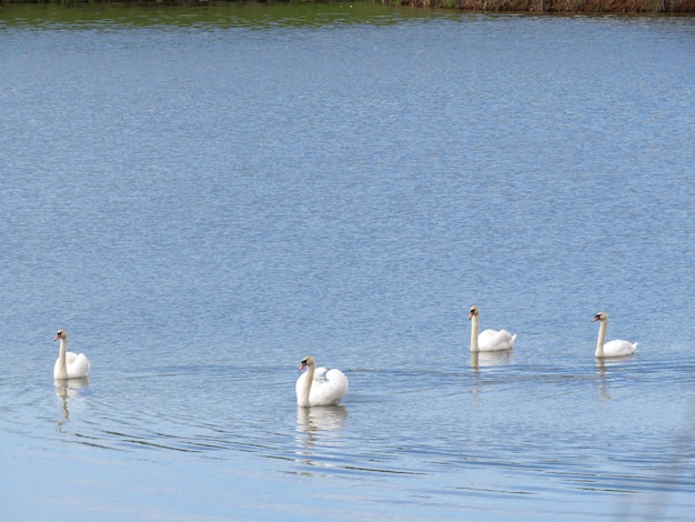 swans on the lake in the village