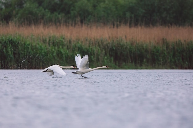 Photo swans on a lake