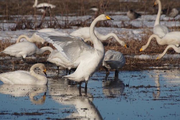 Photo swans in lake