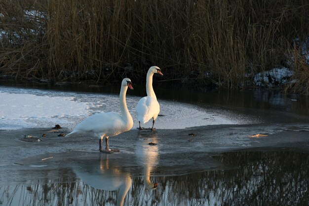 Foto cigni su un lago