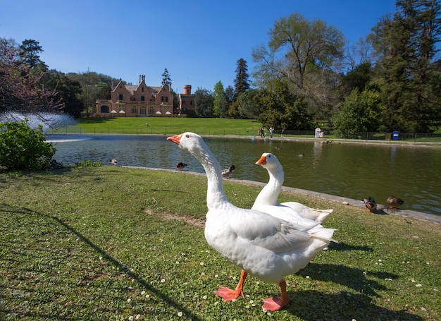 Swans on the lake