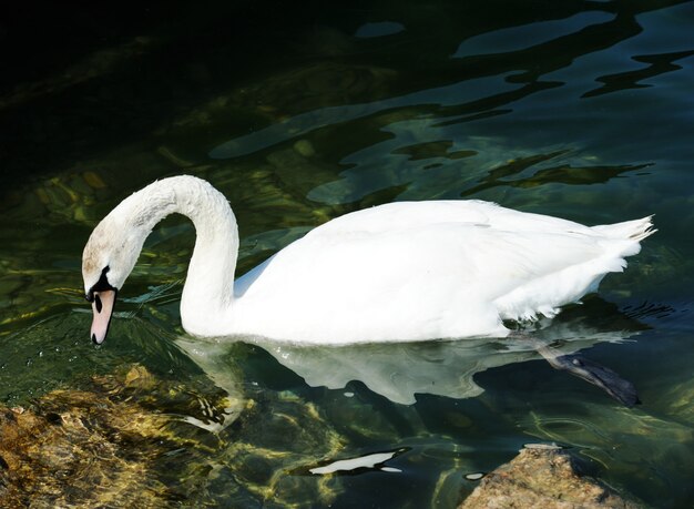 Swans on a lake