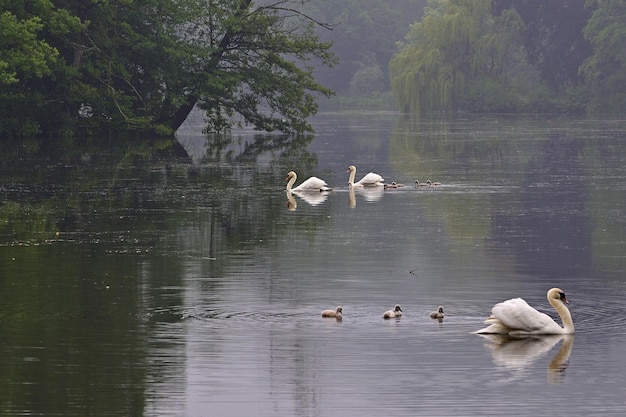 swans on the lake