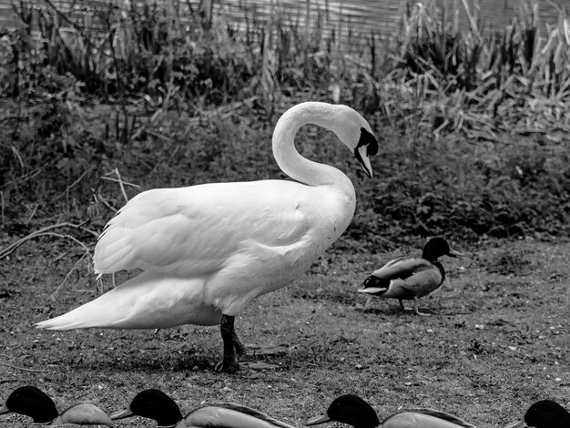 Swans on lakeshore