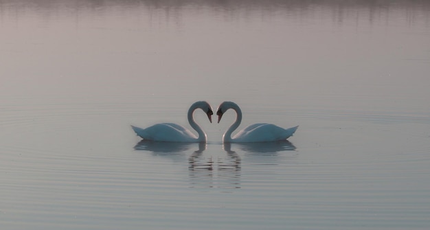 Photo swans love