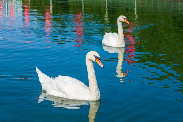 Swans at Maschsee lake Hanover