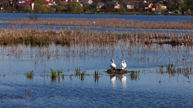 Swans on nest Springtime background