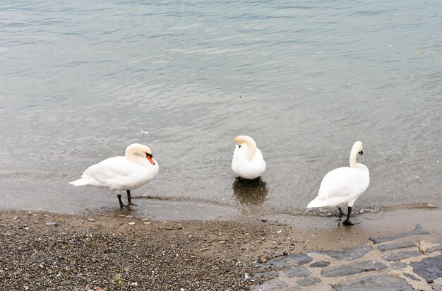 写真 湖の天<unk>