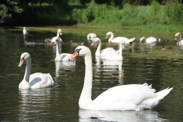 swans in the pond