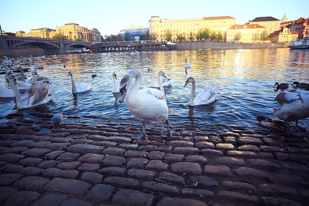 プラハの白鳥の川の風景/チェコの首都、カレル橋の隣の川の白い白鳥、チェコ共和国、観光