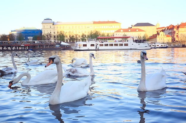 Лебеди в Праге на реке пейзаж / чешская столица, белые лебеди на реке рядом с Карловым мостом, Чехия, туризм