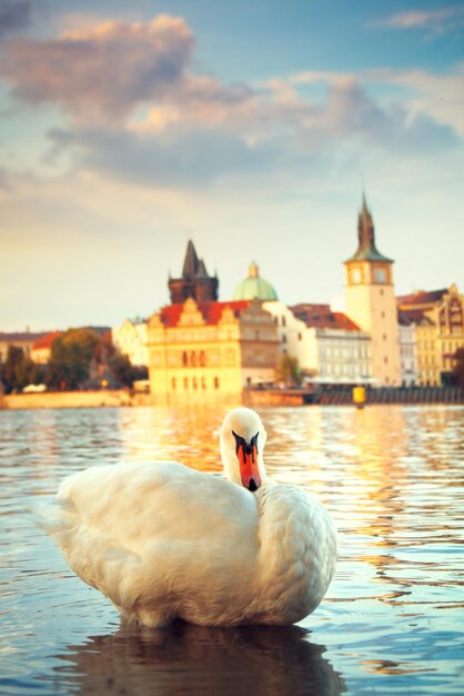 Swans on the river Vltava in Prague