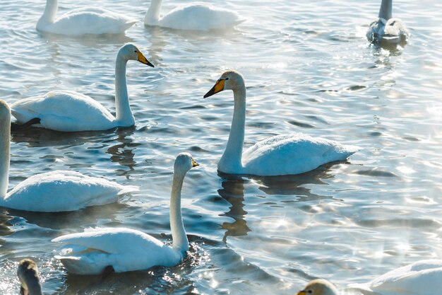 Swans in the sun swimming in water in a lake outdoor