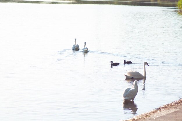 swans swim on the lake