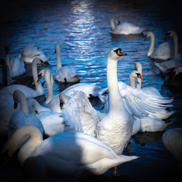 Фото Лебеди плавают в озере.