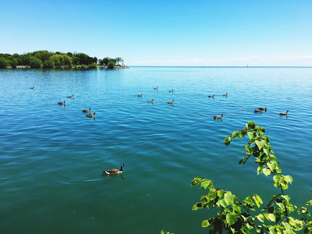 Swans swimming in lake against clear sky