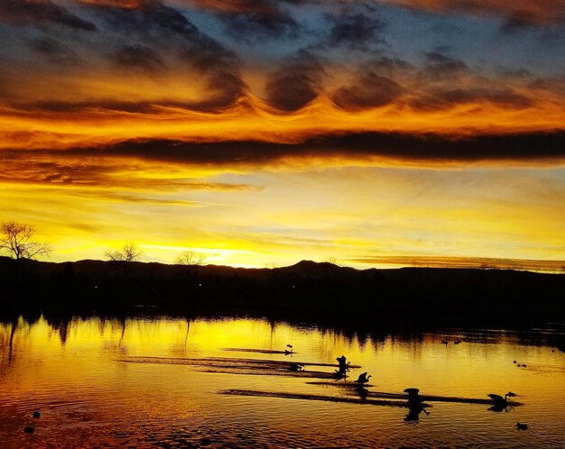 Swans swimming in lake against sky during sunset