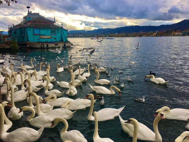 Photo swans swimming in lake against sky