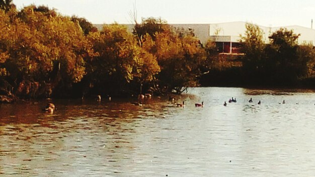 Swans swimming in lake against sky