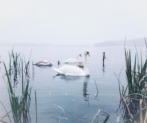 Swans swimming in lake against sky