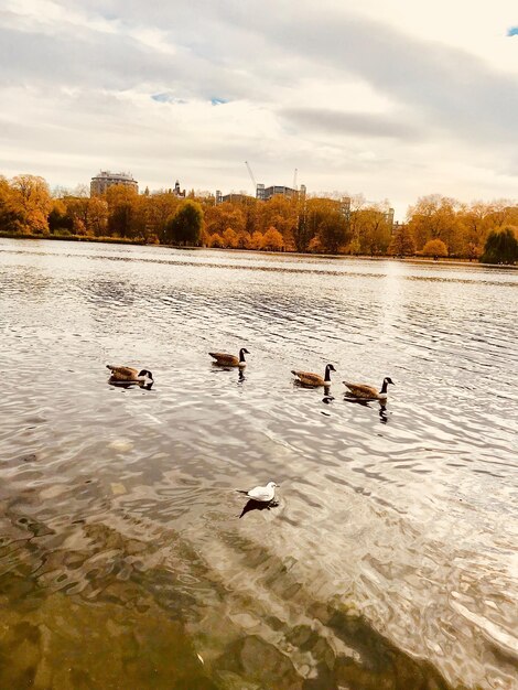 Swans swimming in lake against sky