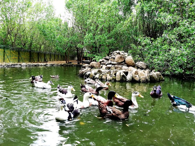 Swans swimming in lake