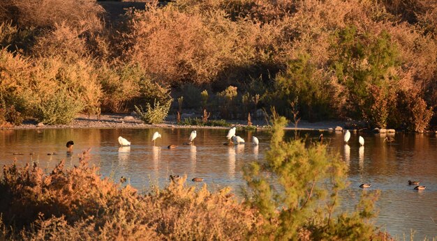 Swans swimming in lake