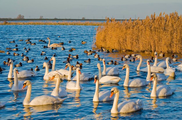 Swans swimming in lake