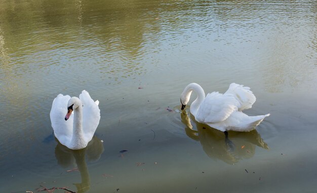 Swans swimming in lake