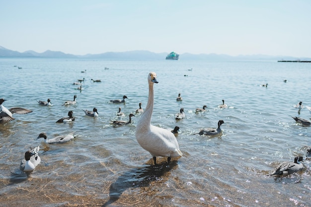 湖で泳ぐ天<unk>