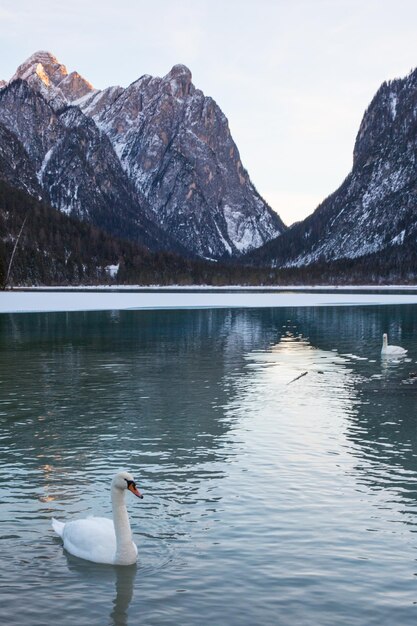 Foto cigni che nuotano sul lago
