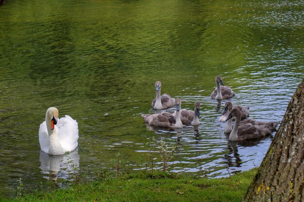 Photo swans swimming in lake