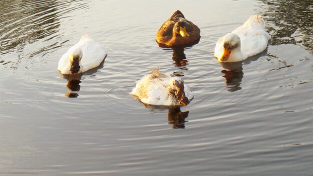 Swans swimming in lake