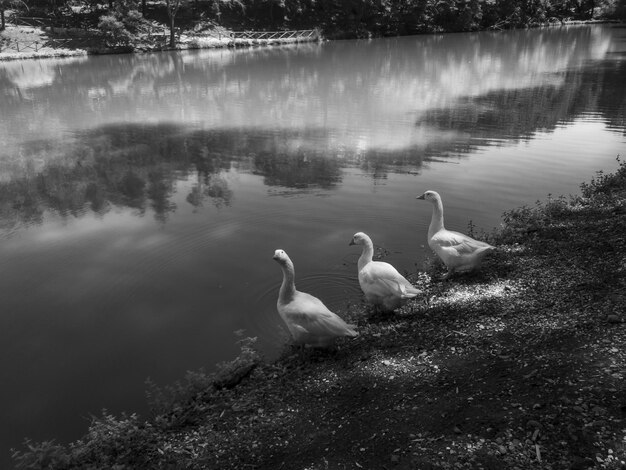 Foto cigni che nuotano nel lago