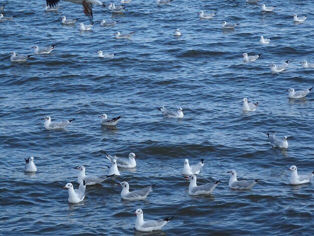 Foto cigni che nuotano nel lago