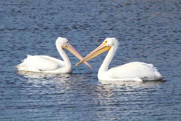 Foto cigni che nuotano nel lago