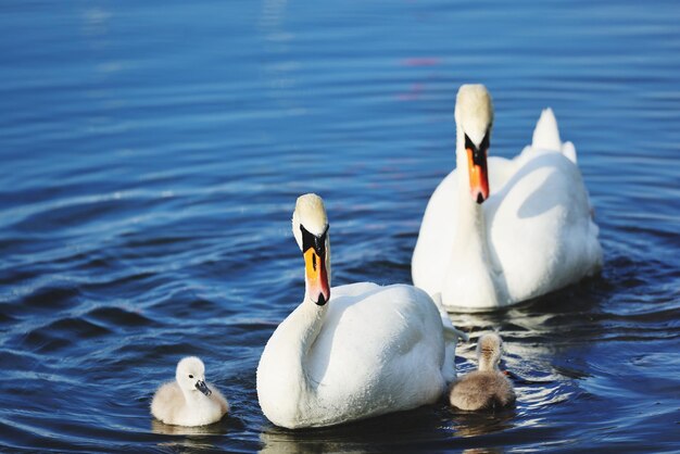 Swans swimming in lake